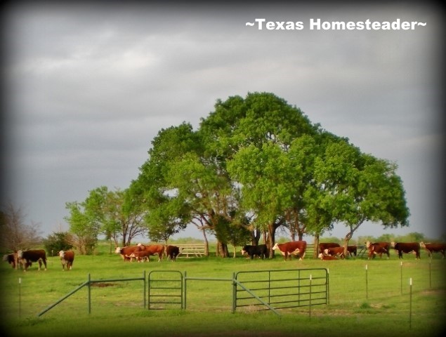 It does a heart good to look out and see all of that red and white! #TexasHomesteader