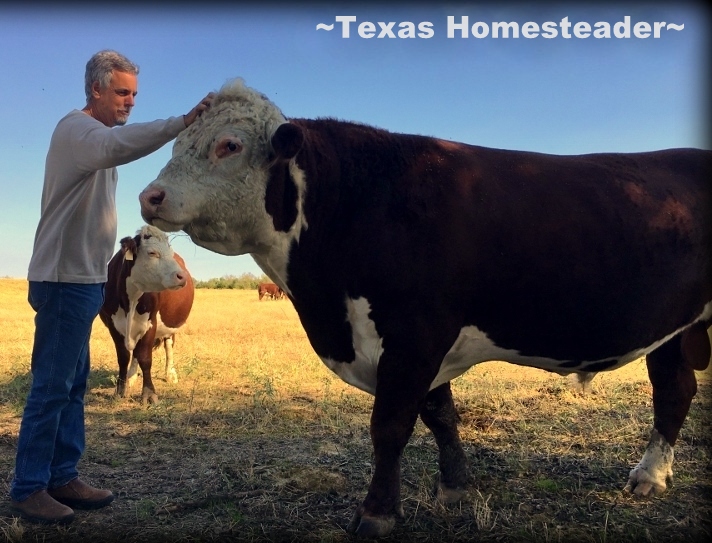 "A Boy And His (very BIG) Dog" LOL! Our big bull is just a big puppy, he loves to have his head scratched! #TexasHomesteader