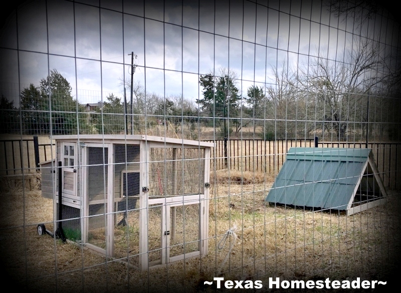 When our cistern enclosure deteriorated we tore it down but we needed a way to keep our mini Schnauzer safe around it. Use Whatcha Got! #TexasHomesteader