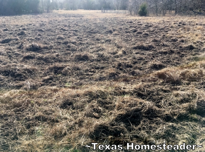Wild Hog Pasture Damage. Complete decimation. Wild hogs are destructive & plentiful. But they're just escaped domestic pigs - they're pork! See how we successfully trap them #TexasHomesteader
