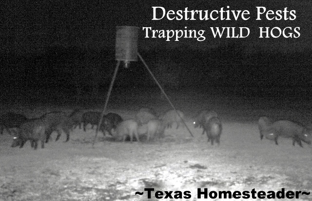 Wild hogs are destructive & plentiful. But they're just escaped domestic pigs - they're pork! See how we successfully trap them #TexasHomesteader