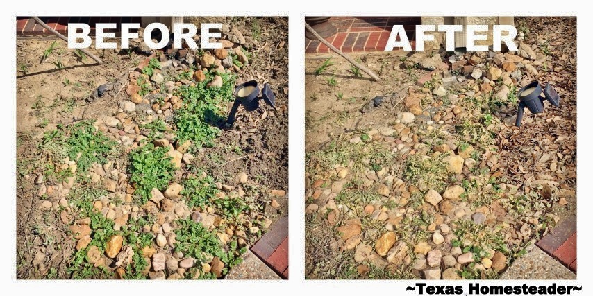 Before & after weed killing in rocks. I killed weeds growing in the rocks in just minutes. Gotta love a cheap, fast, non-poison way to kill hard-to-dig weeds! #TexasHomesteader