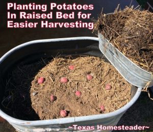 Planting potatoes in galvanized water trough for easier harvest. Planting large galvanized water troughs for edible beauty around your home. It's easy and can be done inexpensively too. #TexasHomesteader