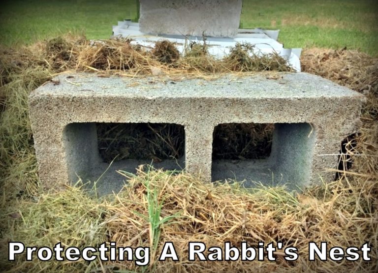 Protection For A Rabbit Nest Baby Bunnies | ~ Texas Homesteader