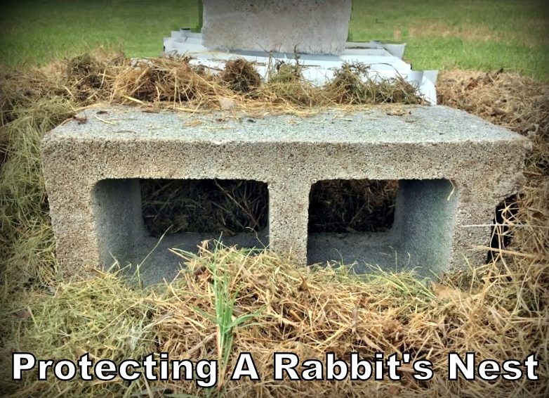 Cinderblock holes allow access to mama rabbit and protect wild rabbit nest and baby rabbits (kits) from our dog. #TexasHomesteader