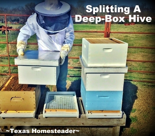 Our hives made it through the winter fine. Now that spring is around the corner production is ramping up. It's time to do a hive split! #TexasHomesteader