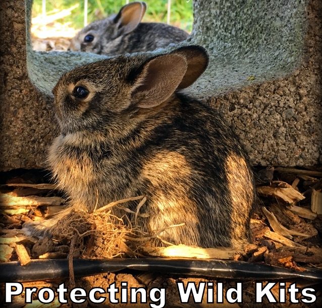 How will I protect these kits in the rabbit's nest from Bailey's instincts until they're old enough to fend for themselves? See this rabbit's nest guard. #TexasHomesteader