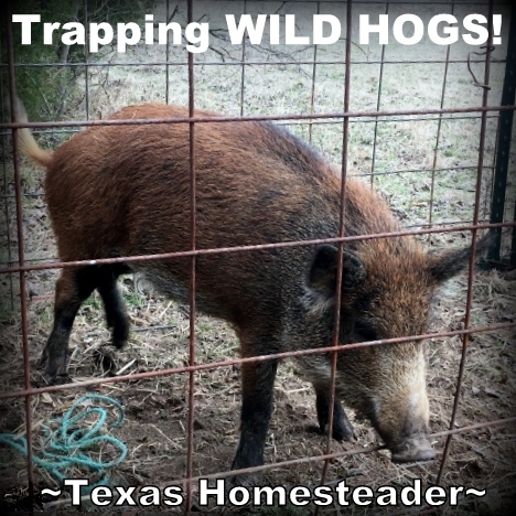 Wild hogs provide nutritious meat for our freezer for free. #TexasHomesteader