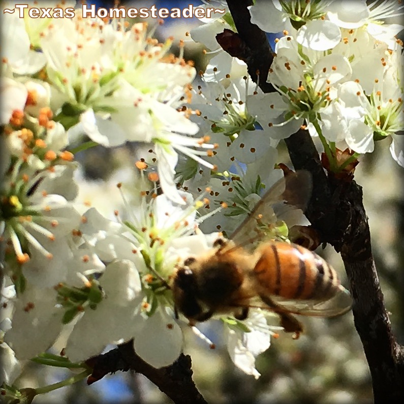 Honeybees enjoy the blossoms of a wild plum tree. #TexasHomesteader