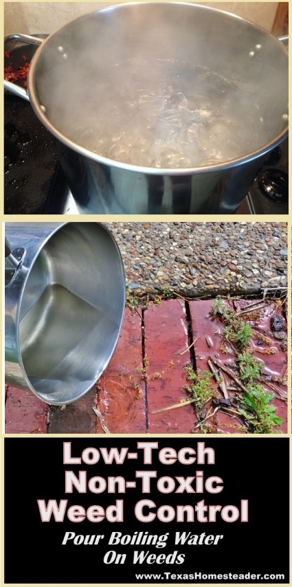 Boiling water can be a free, low-tech, completely natural and non-toxic weed control solution in cracks of sidewalks.