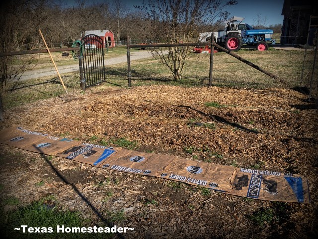 Preparing the garden for winter: spread crimson clover in the bare rows to provide a living mulch & nitrogen for next spring's planting #TexasHomesteader