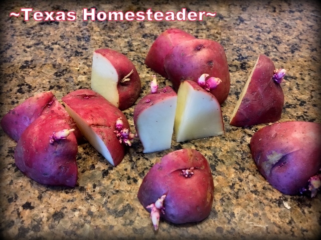 Cutting chit cutting potatoes leaving an eye in each piece to prepare for planting. #TexasHomesteader