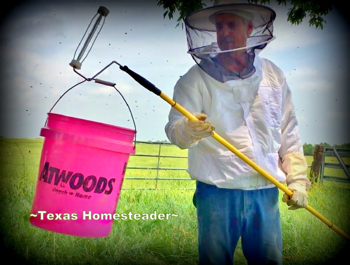 We recently got the opportunity to catch a bee swarm high up in a tree. But we were able to capture it from the ground! #TexasHomesteader