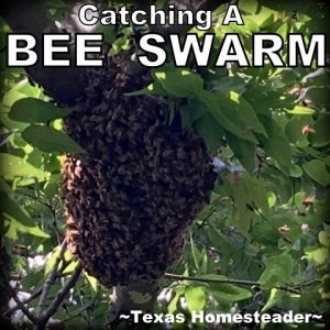 Beekeeping: How To Catch A Bee Swarm High Up In A Tree