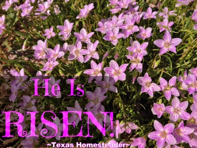 For all my Christian friends - what a glorious day today is. Happy EASTER. He Is Risen! #TexasHomesteader