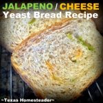 This jalapeno/cheese yeast bread is flavored with jalapenos and shredded cheddar cheese. #TexasHomesteader