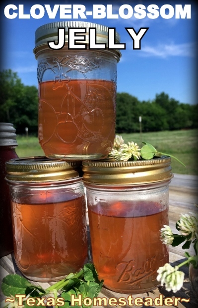 Making Clover-Blossom Jelly. We have many clover blossoms in the pastures. Why not make Jelly with those fragrant blooms? It is delicious! #TexasHomesteader