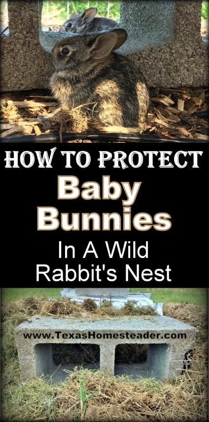 Protection For A Wild Rabbit S Nest Baby Bunnies Texas Homesteader