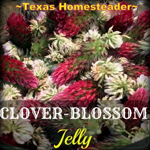 Making Clover-Blossom Jelly. We have many clover blossoms in the pastures. Why not make Jelly with those fragrant blooms? It is delicious! #TexasHomesteader