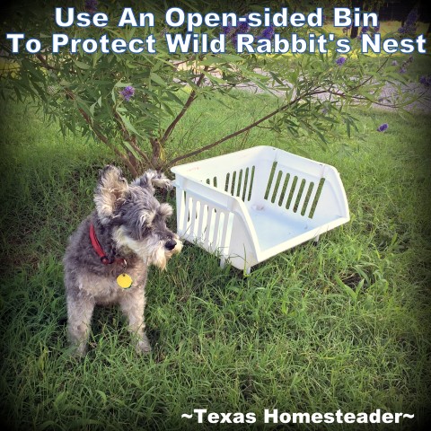 Use an open-sided bin and cinderblock to protect wild rabbit nest and baby rabbits (kits) #TexasHomesteader