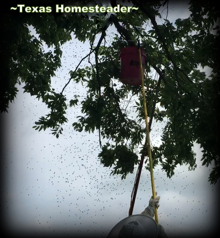 Catching a bee swarm using a pole and bucket. #TexasHomesteader
