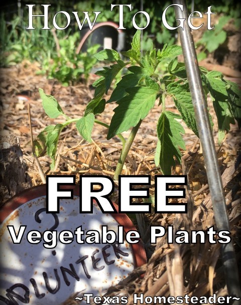 Tomato planting was a bust in the garden this year. See how I've outfitted my veggie garden with FREE volunteer plants #TexasHomesteader