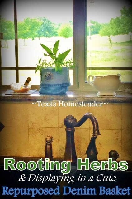 I took some herb cuttings to root in my kitchen window. But the jar needs to be kept dark. Check out this cute Homestead Hack idea! #TexasHomesteader