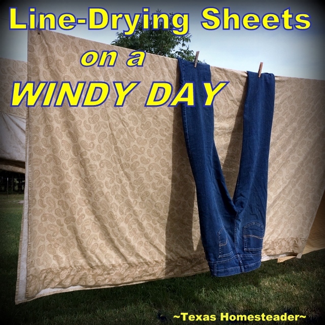 Using heavy denim to keep sheets from blowing on the clothesline. Come with me for a day on the Homestead. The changing seasons are welcome, but not without their trials. #TexasHomesteader