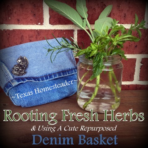 I took some herb cuttings to root in my kitchen window. But the jar needs to be kept dark. Check out this cute Homestead Hack idea! #TexasHomesteader