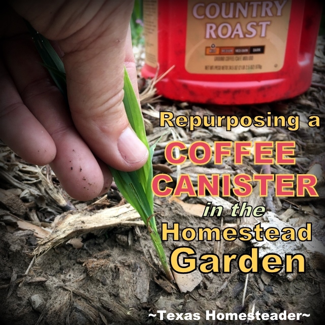 Those plastic coffee canisters. You love 'em, but how many can you use? I'm sharing another way I'm able to repurpose coffee canisters. #TexasHomesteader