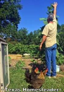 With the cloudy & cooler weather we've had, the garden has been slow taking off. C'mon along with me for a stroll through our garden. #TexasHomesteader