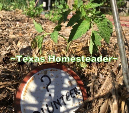 Tomato planting was a bust in the garden this year, will I do w/o tomatoes? See how I've outfitted my veggie garden with FREE plants #TexasHomesteader