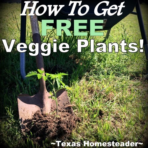 Free seedlings from composter. 5 Frugal Things - Easy ways we saved money this week. Plants for the garden, tree removal costs, home haircuts and more. Come see. #TexasHomesteader