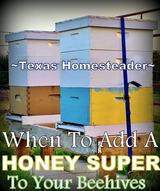 Prepare for harvesting honey by adding a honey super box to your beehive. #TexasHomesteader