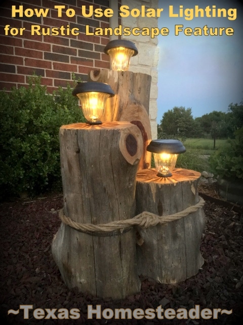 Cedar tree stump with three solar lights on top. #TexasHomesteader