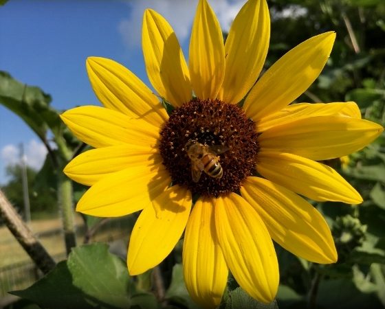 Honeybees harvest pollen from wild sunflower.