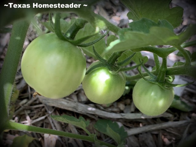 Small green garden tomatoes growing in Texas vegetable garden. #TexasHomesteader