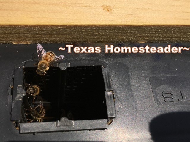 Feeding honeybees sugar water. There are different ways to feed your bees sugar water when they need a little help. We like using a frame feeder best. #TexasHomesteader
