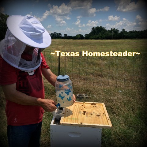 Placing a frame feeder and feeding sugar at a 1 to 1 ratio so a captured swarm of bees can get settled. #TexasHomesteader