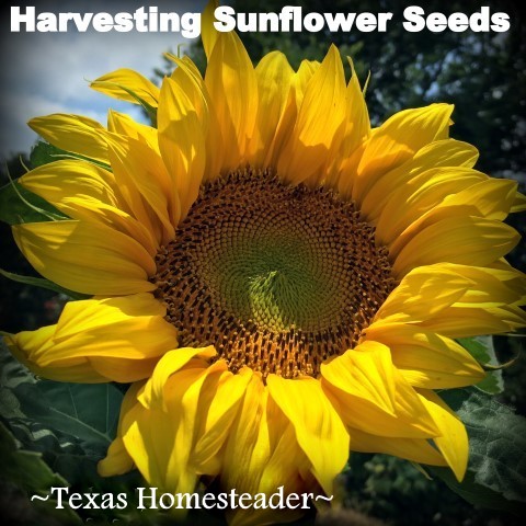 I love sunflowers! Many people like to eat sunflower seeds or add them to their bird feeders. It's easy to harvest the seeds. #TexasHomesteader