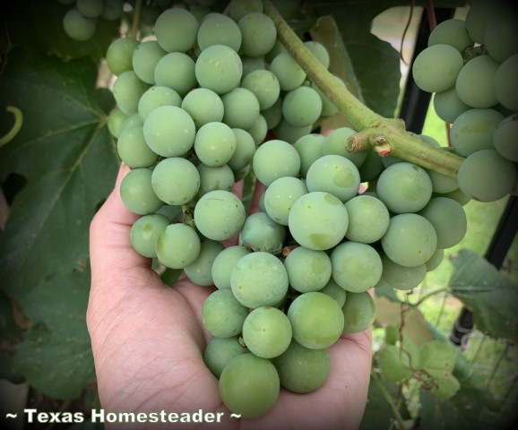 June garden - Concord grape clusters held in hand. #TexasHomesteader