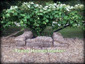 With the cloudy & cooler weather we've had, the garden has been slow taking off. C'mon along with me for a stroll through our garden. #TexasHomesteader