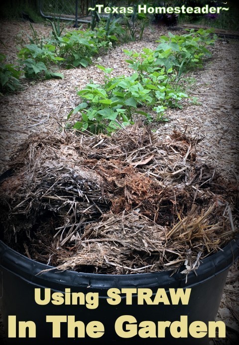 Using Straw in the vegetable garden to preserve moisture. AND reduce weeds! Come see how a bale of straw does double duty. Nothing's wasted. #TexasHomesteader