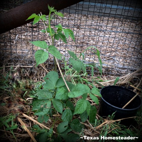 Ponca thornless blackberry bush growing in Texas vegetable garden. #TexasHomesteader