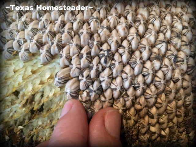 I love sunflowers! Many people like to eat sunflower seeds or add them to their bird feeders. It's easy to harvest the seeds. #TexasHomesteader