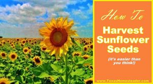 How To Harvest Sunflower Seeds From Garden Sunflowers