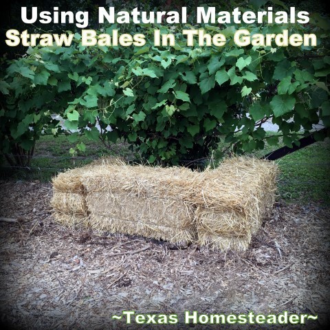Using Straw in the vegetable garden to preserve moisture. AND reduce weeds! Come see how a bale of straw does double duty. Nothing's wasted. #TexasHomesteader