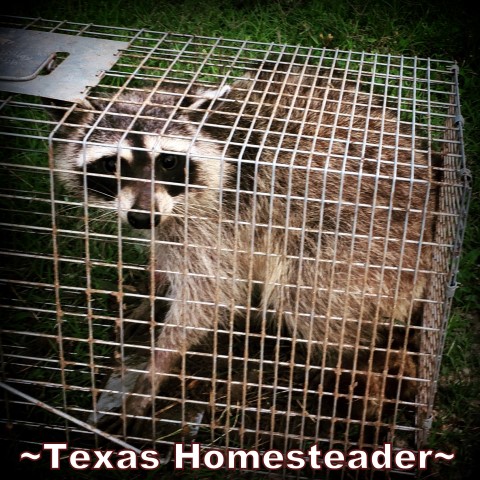 A live trap captures a raccoon for relocation. #TexasHomesteader