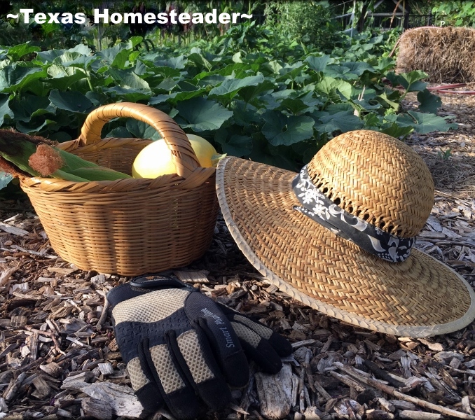 Working in the garden with harvest basket, hat and gloves.