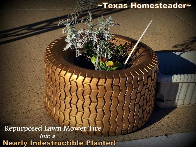 A cute nearly indestructible raised planter that can endure year after year in challenging Texas weather using a small, repurposed tire #TexasHomesteader